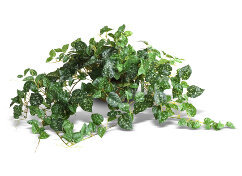 Sok plodova poison ivy (Sastav Detoxic)
